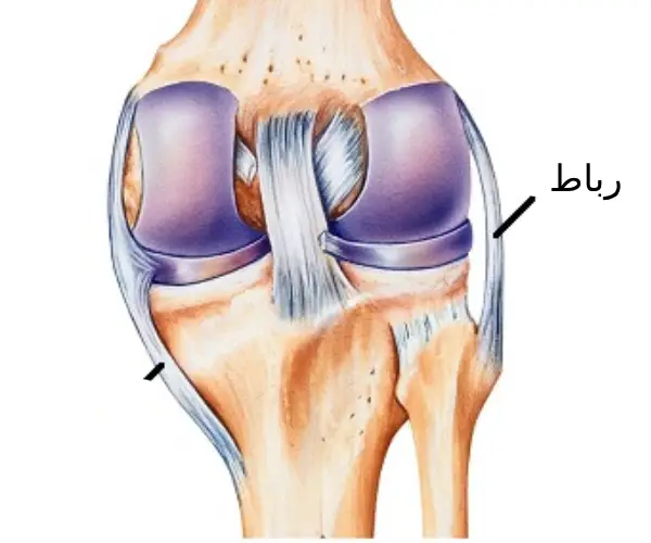 عکس-رباط-زانو عکس رباط زانو