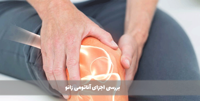  بررسی اجزای آناتومی زانو